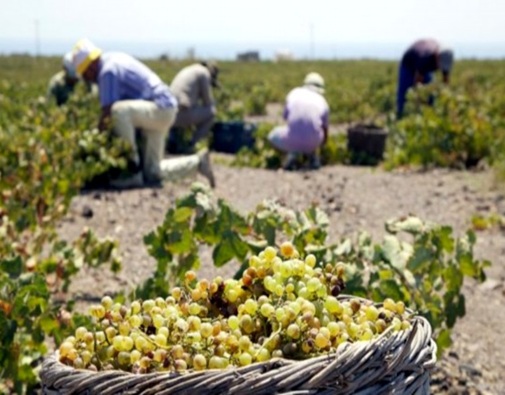 Santorini's Wineries